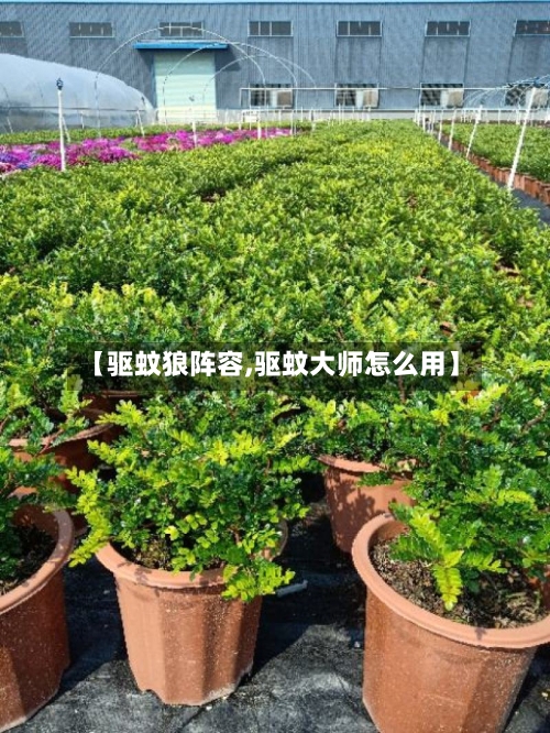 【驱蚊狼阵容,驱蚊大师怎么用】