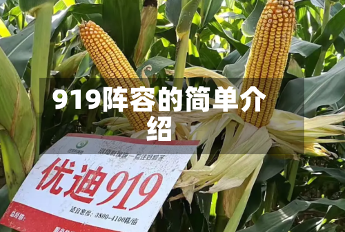 919阵容的简单介绍