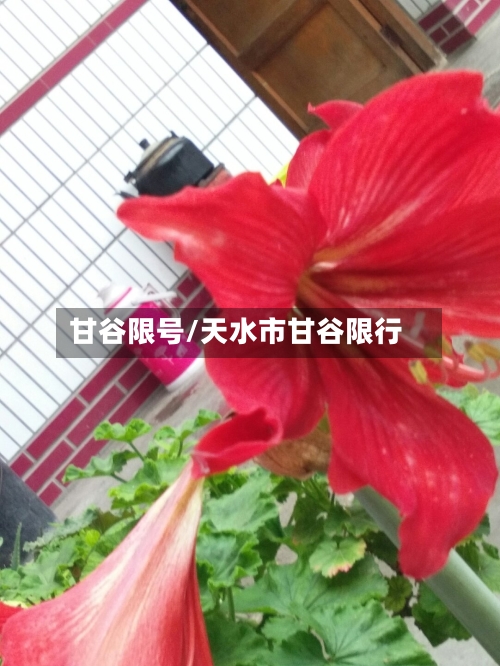甘谷限号/天水市甘谷限行